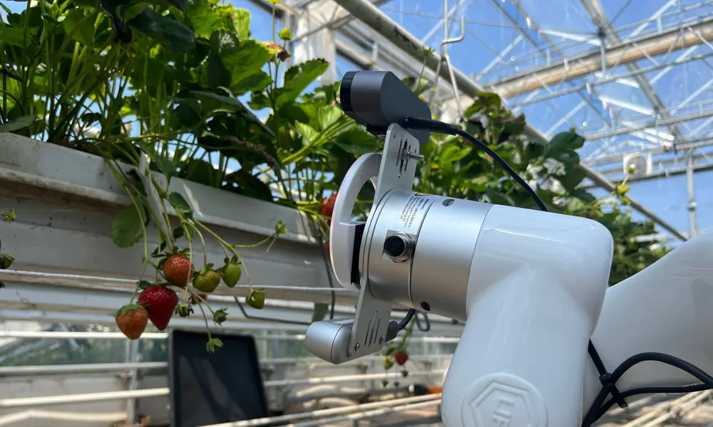 In a greenhouse a camera attached to a white robotic arm makes its way along a tray of strawberry plants, where some of the strawberries are green and some red