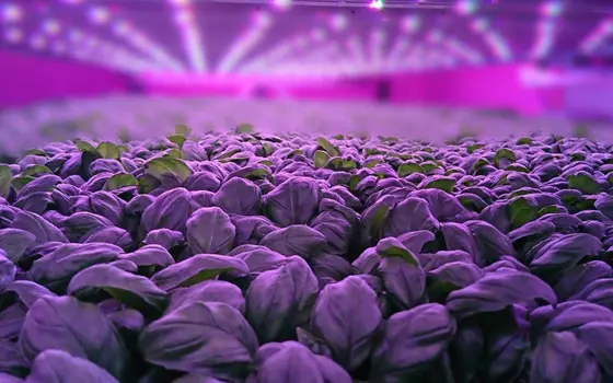Spinach crops tightly packed under lights at an indoor farming facility.