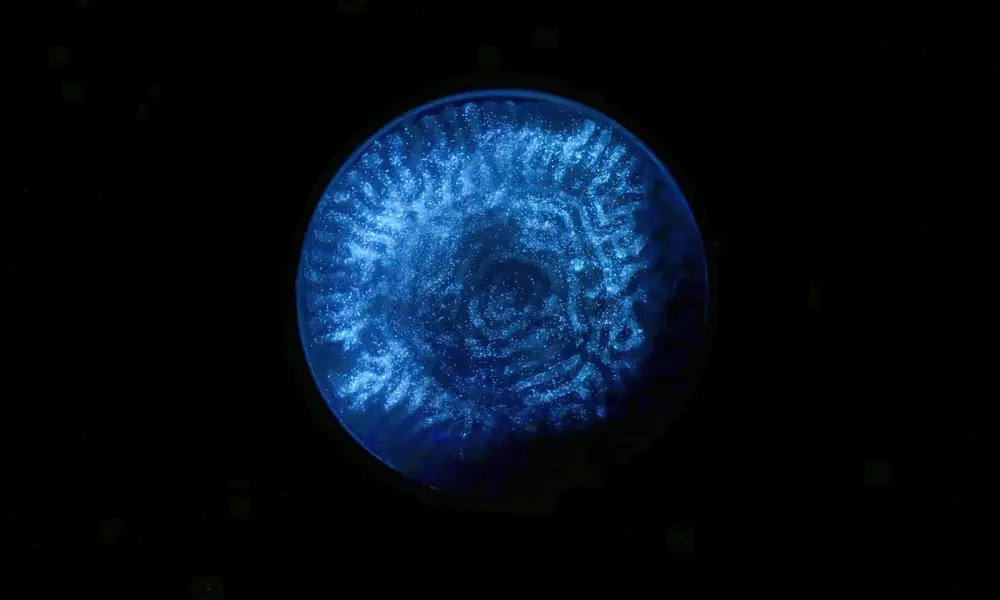 A circular sample of a material containing blue glowing microalgae, with coral-like patterns