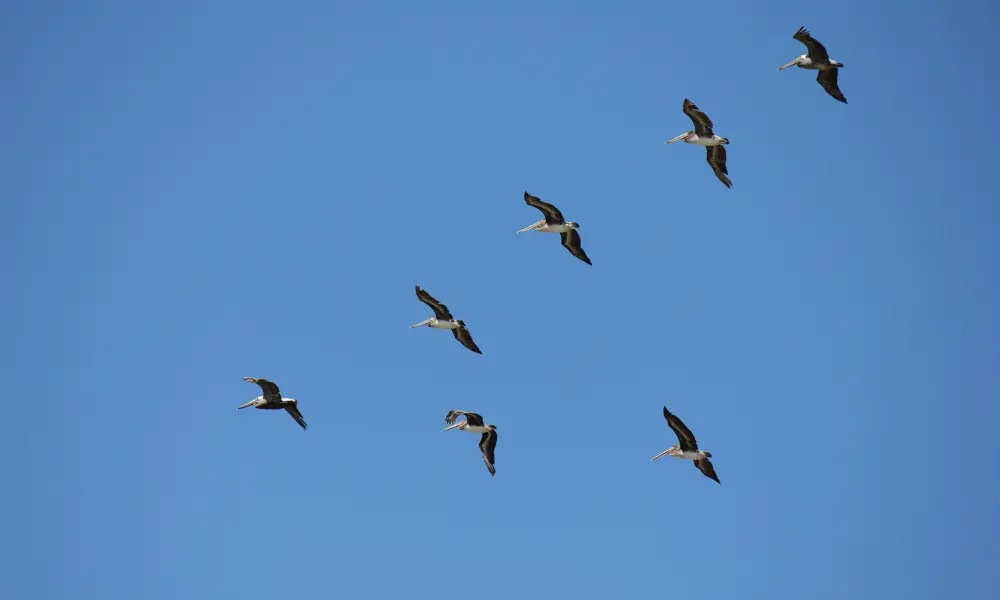 A flock of seven brown pelicans flying in a V-shape with a blue sky in the background.