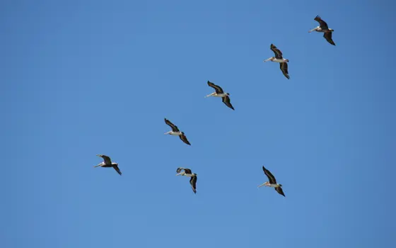 A flock of seven brown pelicans flying in a V-shape with a blue sky in the background.