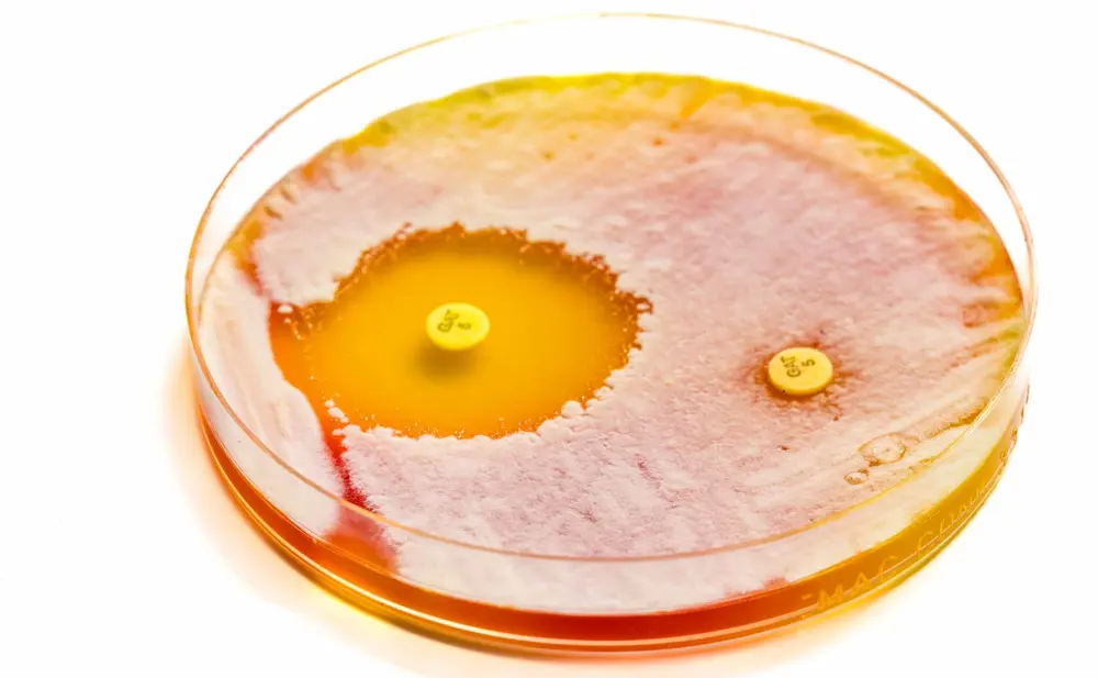 Two antibiotic pills sit on a petri dish with a white bacterial biofilm on the surface, which can't grow close to one of the pills
