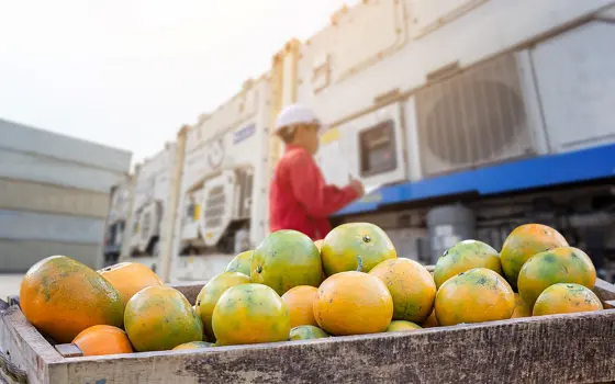 A pallet of grapefruit ready to be shipped in a temperature controlled container.