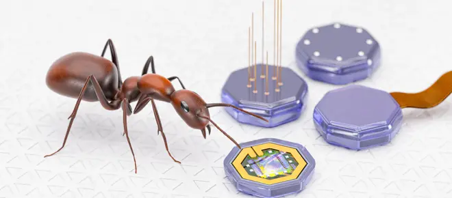 A rendering of a brown ant, standing next to four octagonal chips encased in a shiny purple material.