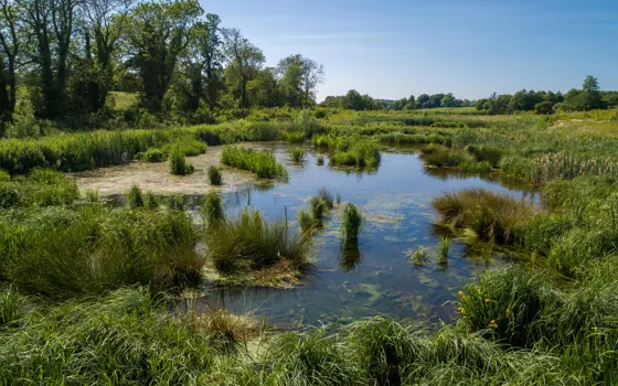 A wetland lush with green plants.