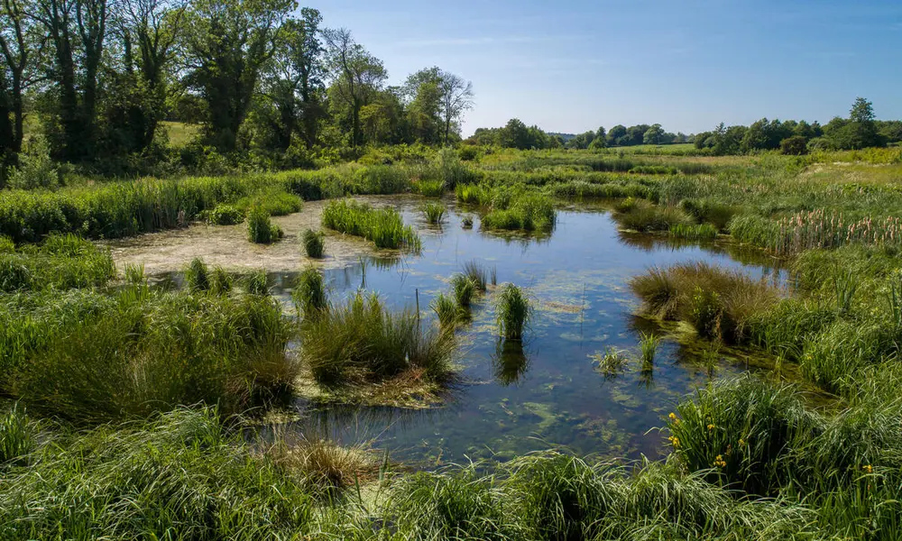 A wetland lush with green plants.