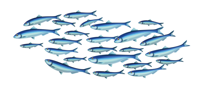 An illustration of a large group of blue fish of different sizes, swimming in the same direction