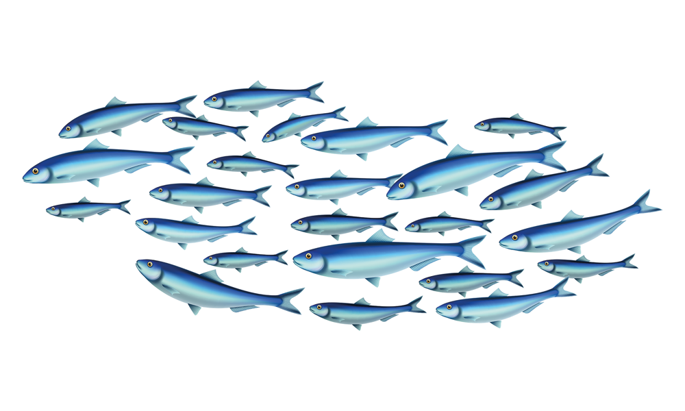An illustration of a large group of blue fish of different sizes, swimming in the same direction