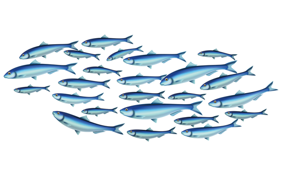 An illustration of a large group of blue fish of different sizes, swimming in the same direction
