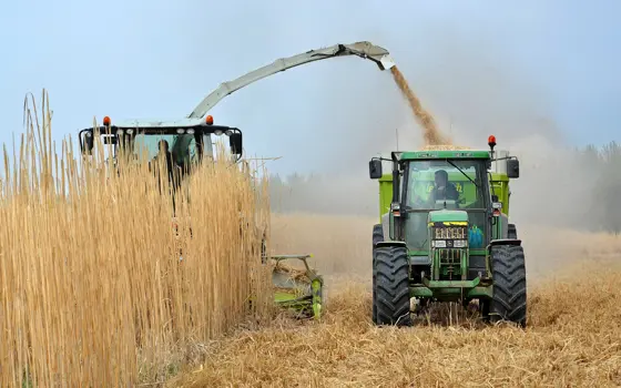 A crop tractor loading elephant grass in a field. 