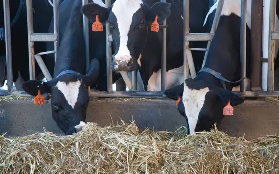 Three farmer's cows eating hay through bars.