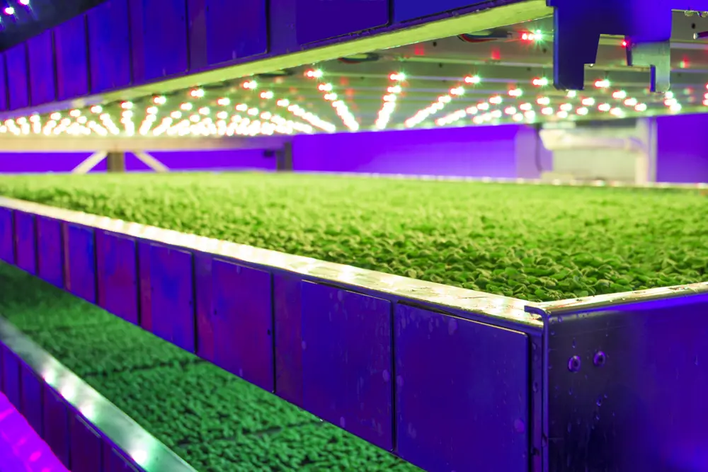 Three rows of plants being grown on levels on top of each other. 