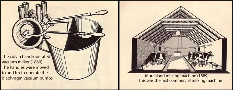 A sketch of a hand-operated vacuum milker with handles (left). A sketch of cows in a building eating from a trough and being milked by the murchland milking machine (right). 