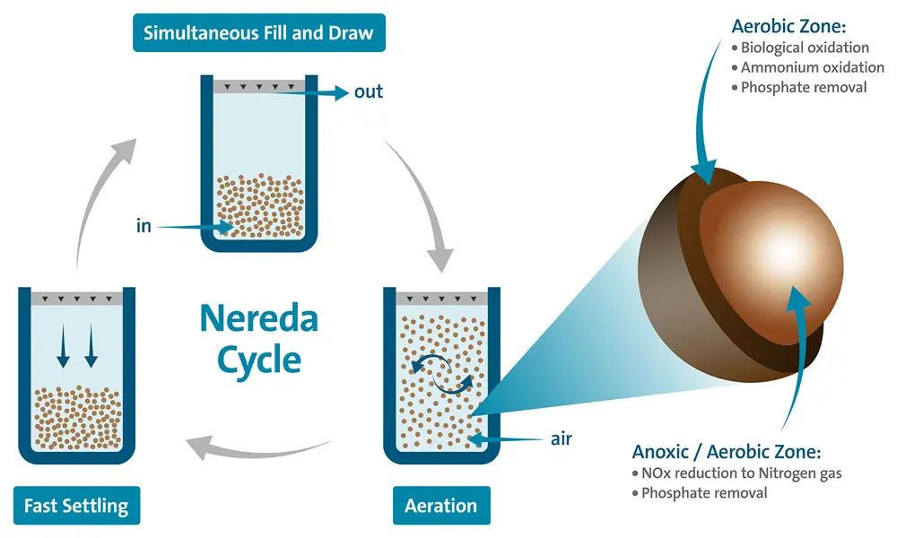 A white and blue diagram depicting a process that involves microorganisms in aerated water, then settling to the bottom